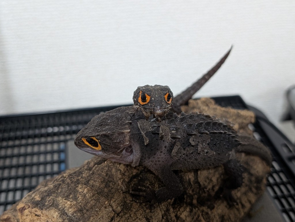 PXL_20260118_080625085